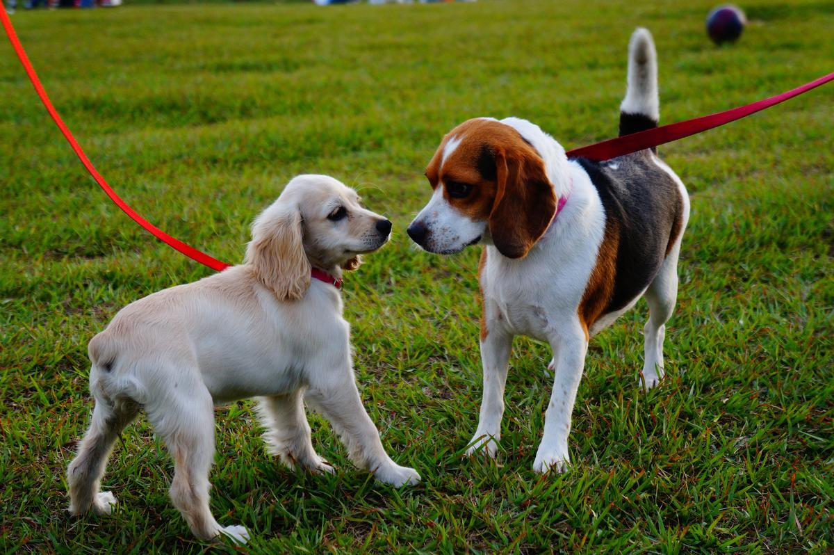 perros conociendose durante el paseo