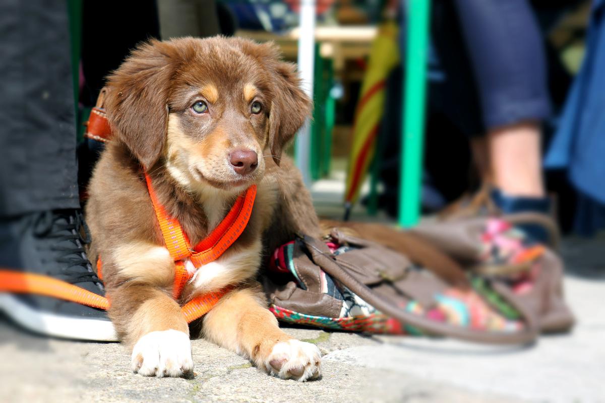 para evitar que el perro tire de la correa, detente