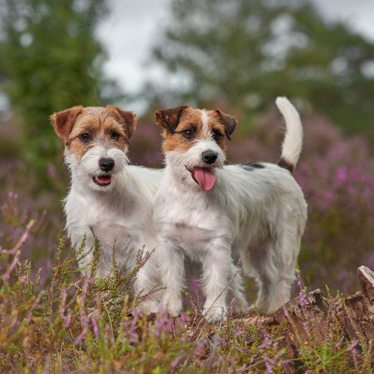 jack russell terrier