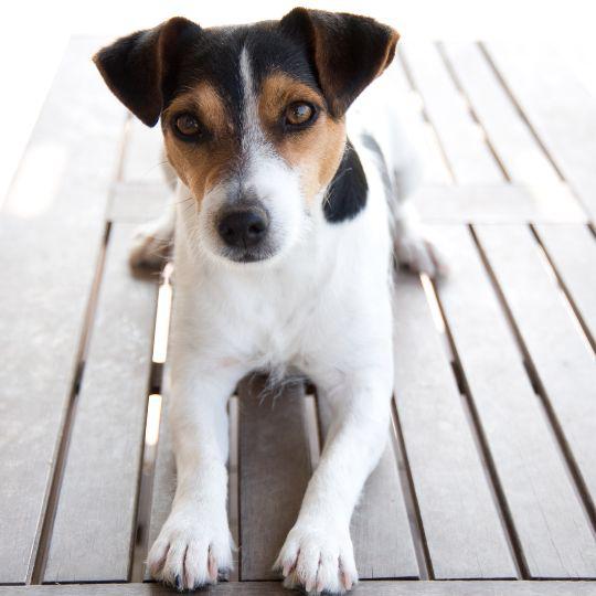 jack russell