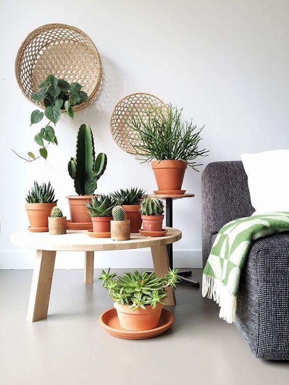 Cactus y suculentas que se pueden cultivar a la sombra