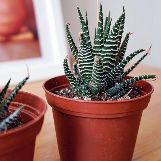 Cactus cebra