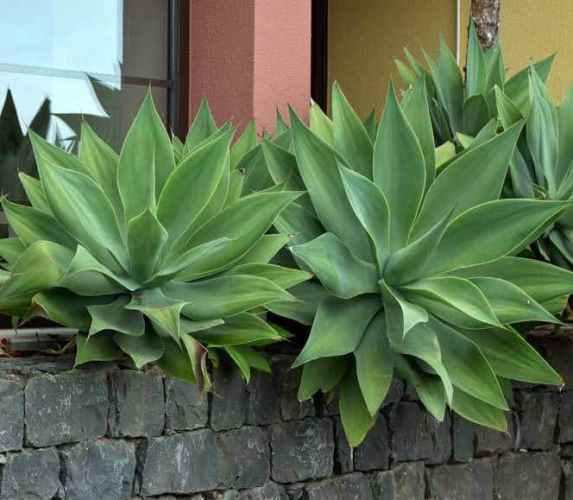 Agave del dragón o Cuello de cisne