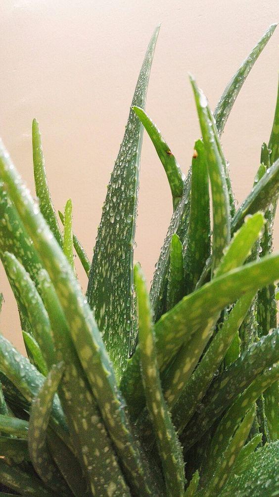 Aloe vera
