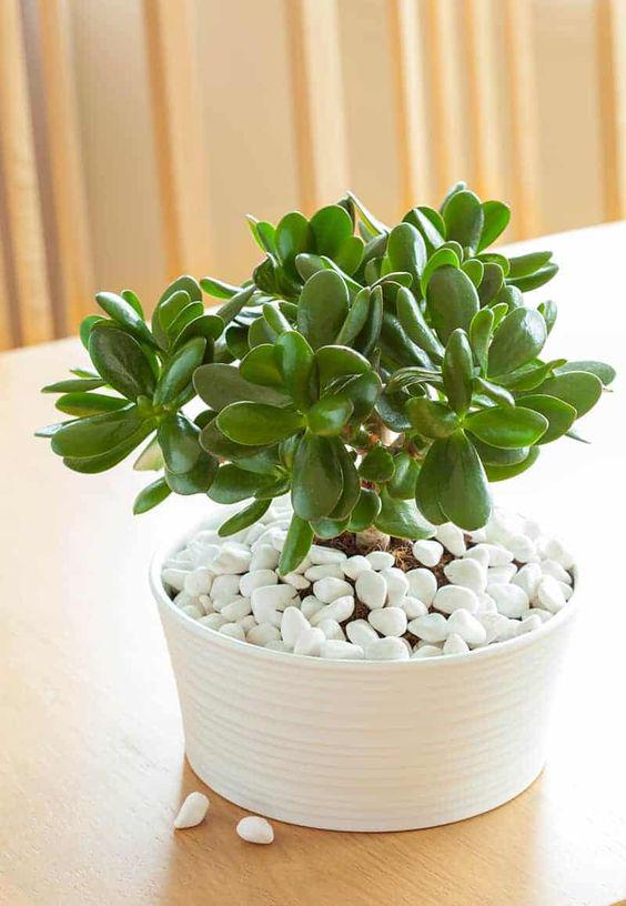 Árbol de jade