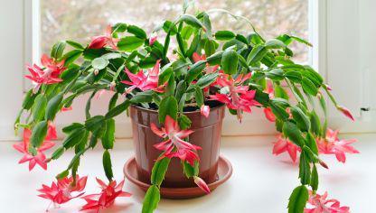 Cactus de Navidad