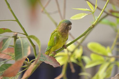 Perico Carasucia o gorgicafé - Eupsittula Pertinax