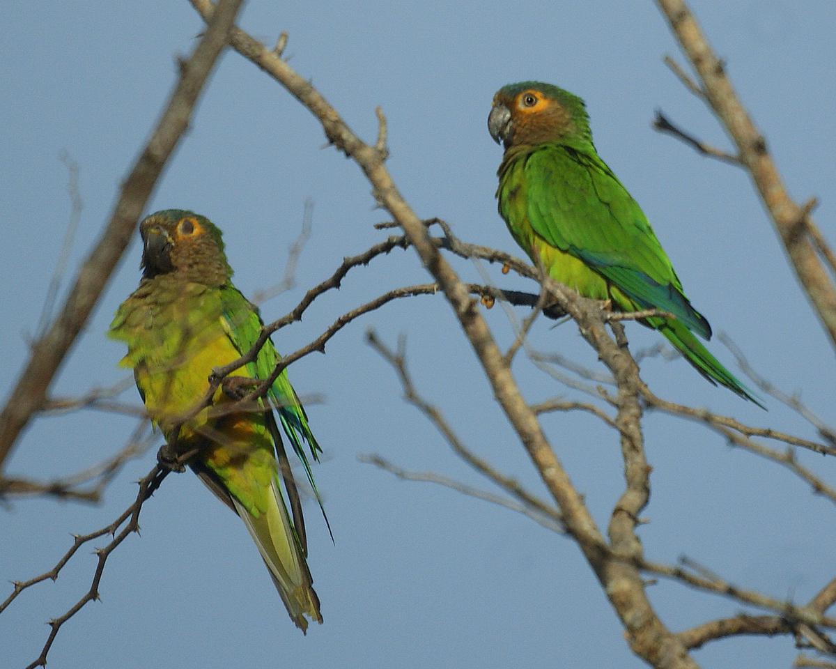 Perico Carasucia o gorgicafé - Eupsittula Pertinax