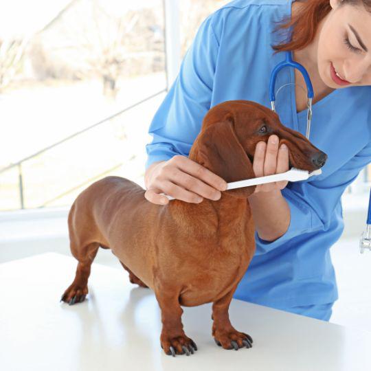 cuántos dientes tienen los perros