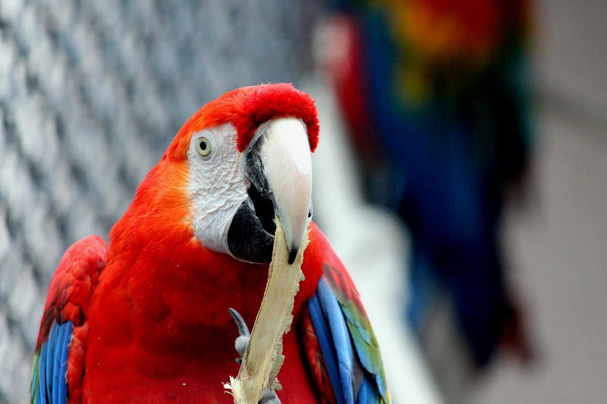 guacamaya roja