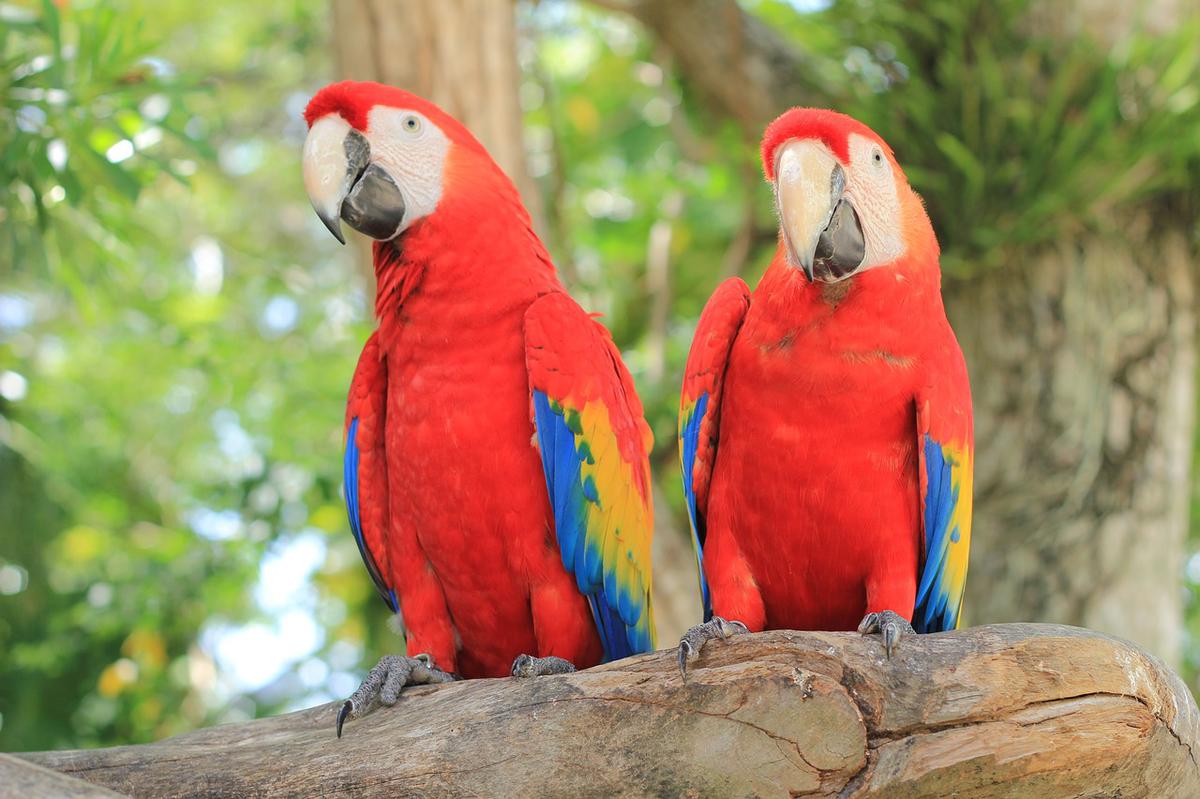 🦜 Guacamaya roja 🦜