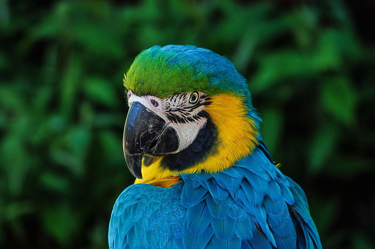 🦜 Guacamaya azul y amarillo: Ara ararauna 🦜