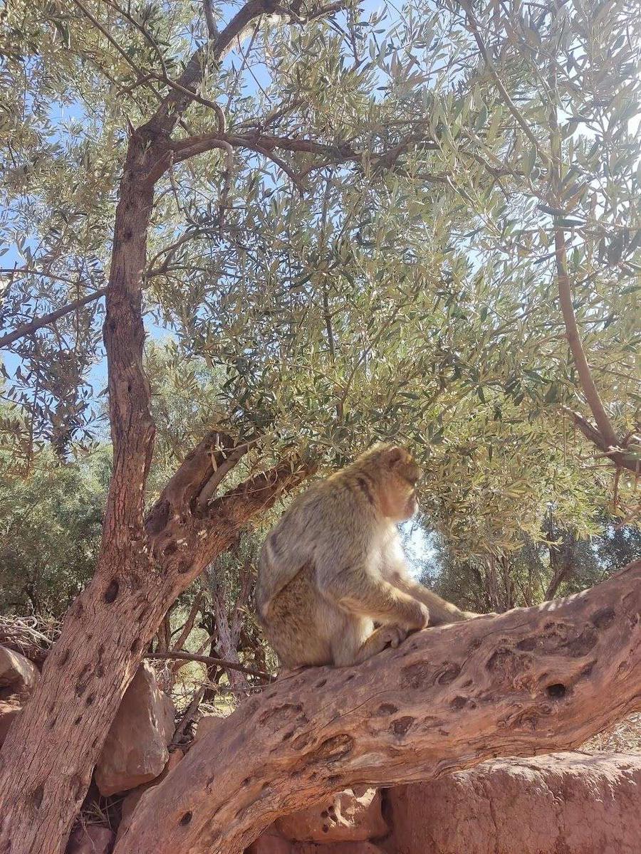 monos marrakech ouzoud