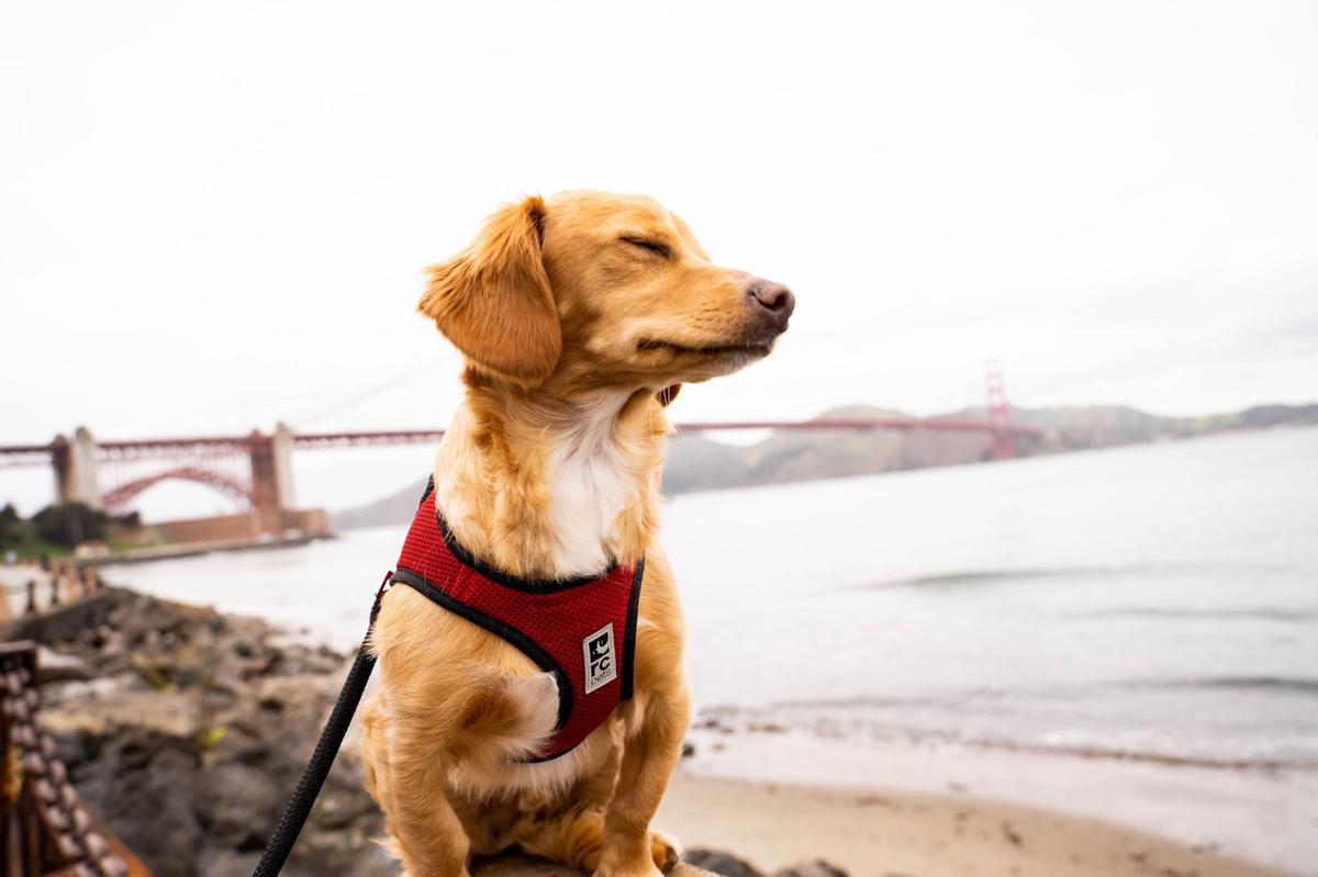 arnés para perros