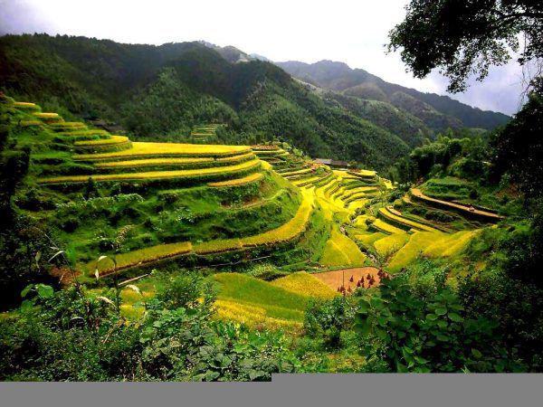 Los Increíbles Campos de té en China