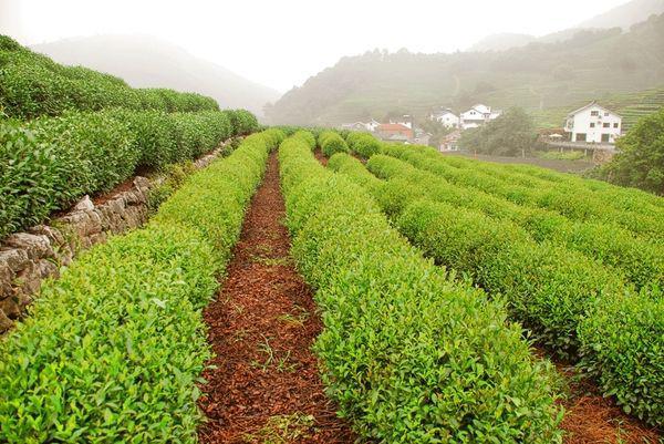 Los Increíbles Campos de té en China