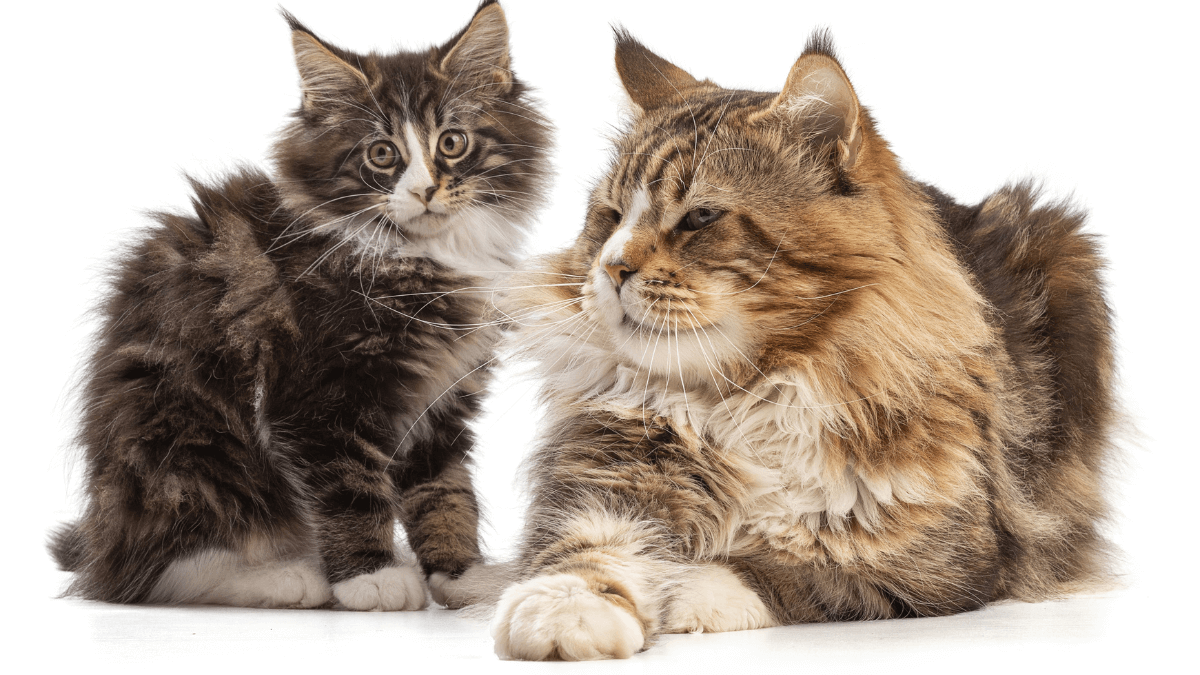 maine coon