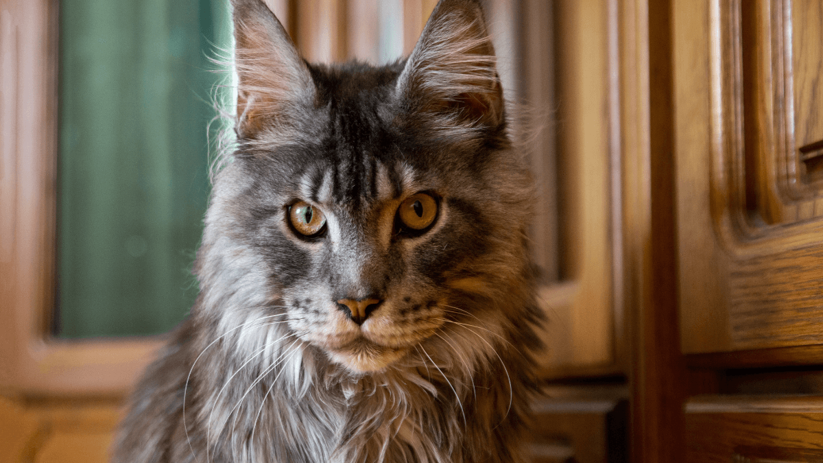maine coon