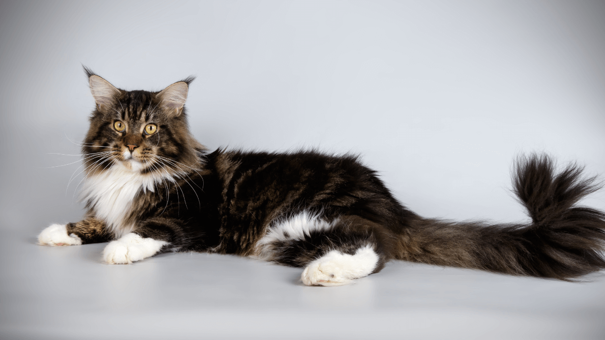 maine coon