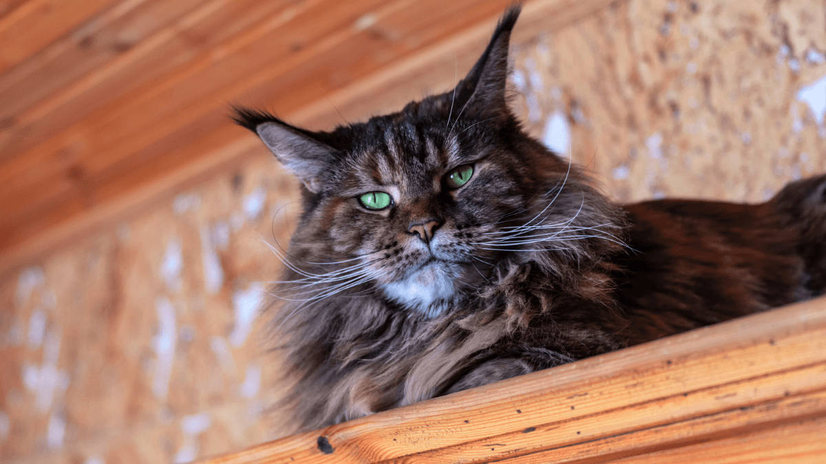 maine coon