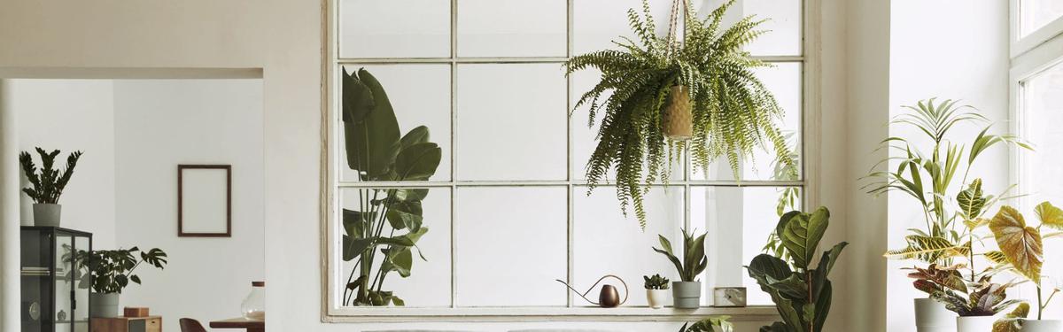 plantas de interior que purifican el aire