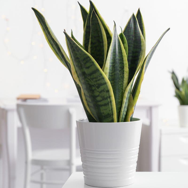 Comprar Sansevieria online