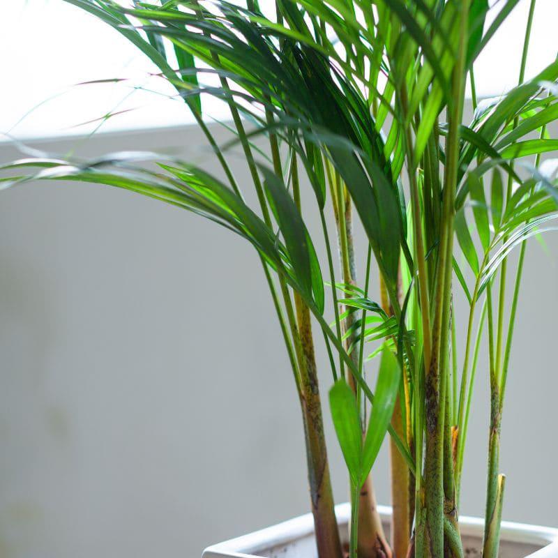 Comprar palmera de bambú online