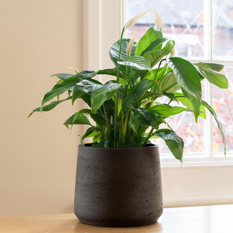 Comprar lirio de la paz online