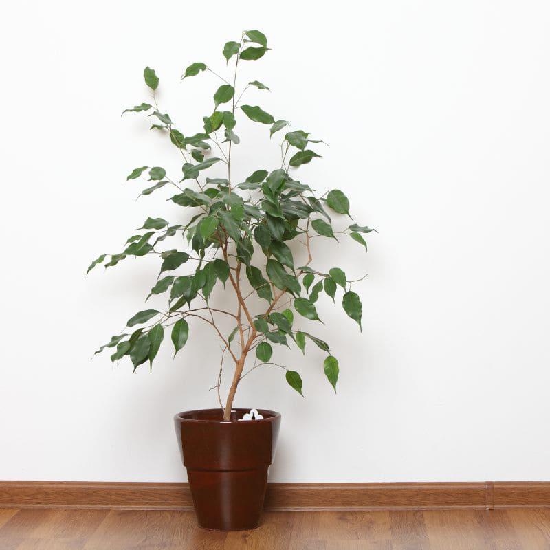 Comprar ficus benjamina