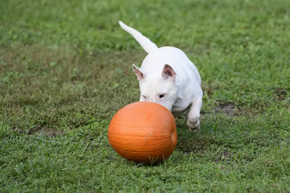 beneficios calabaza para perros