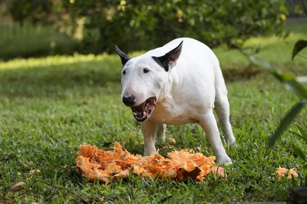 cantidad calabaza perros