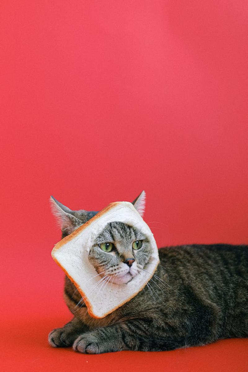Las razas de gatos gordos