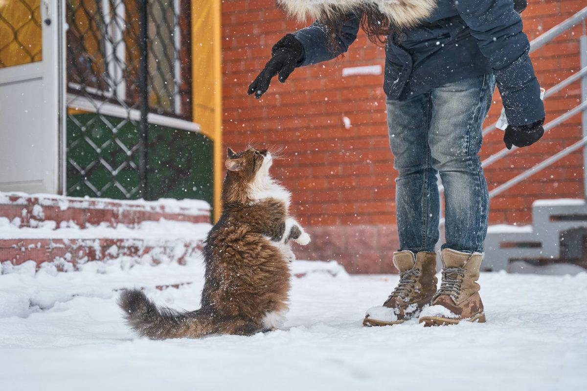 Las razas de gatos gordos