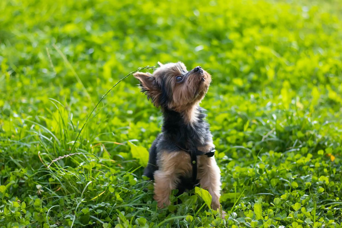 caracteristicas yorkshire terrier