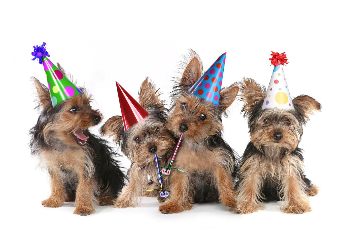 socializacion yorkie
