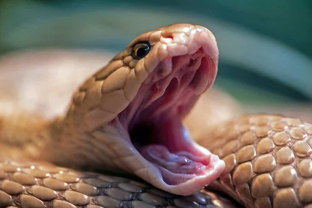 serpiente con la boca abierta