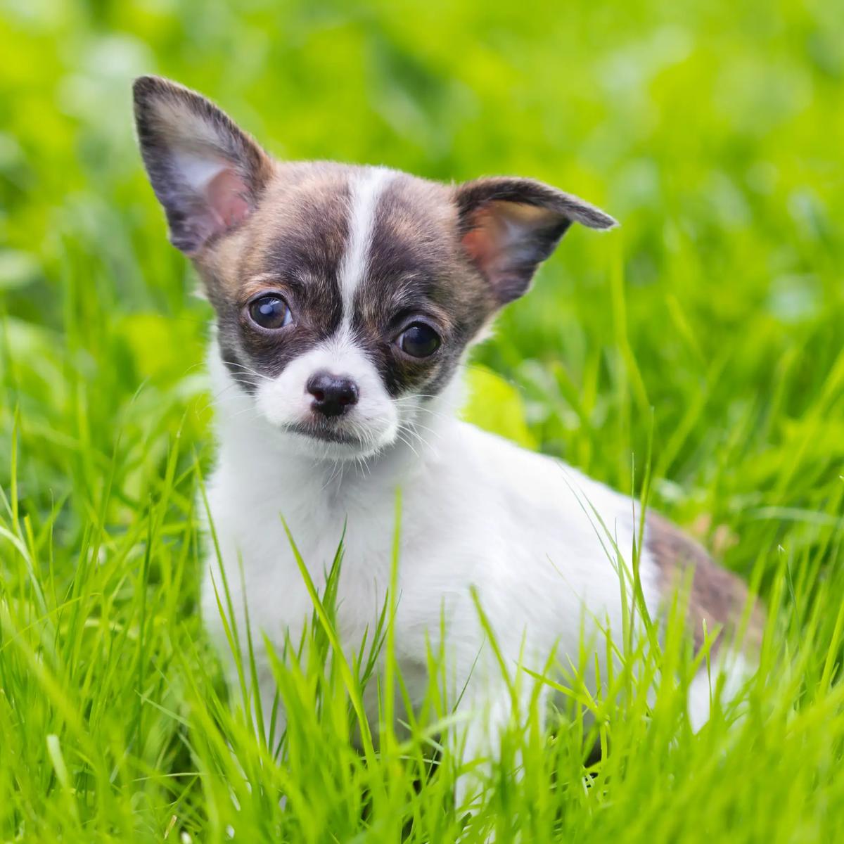 chihuaua
