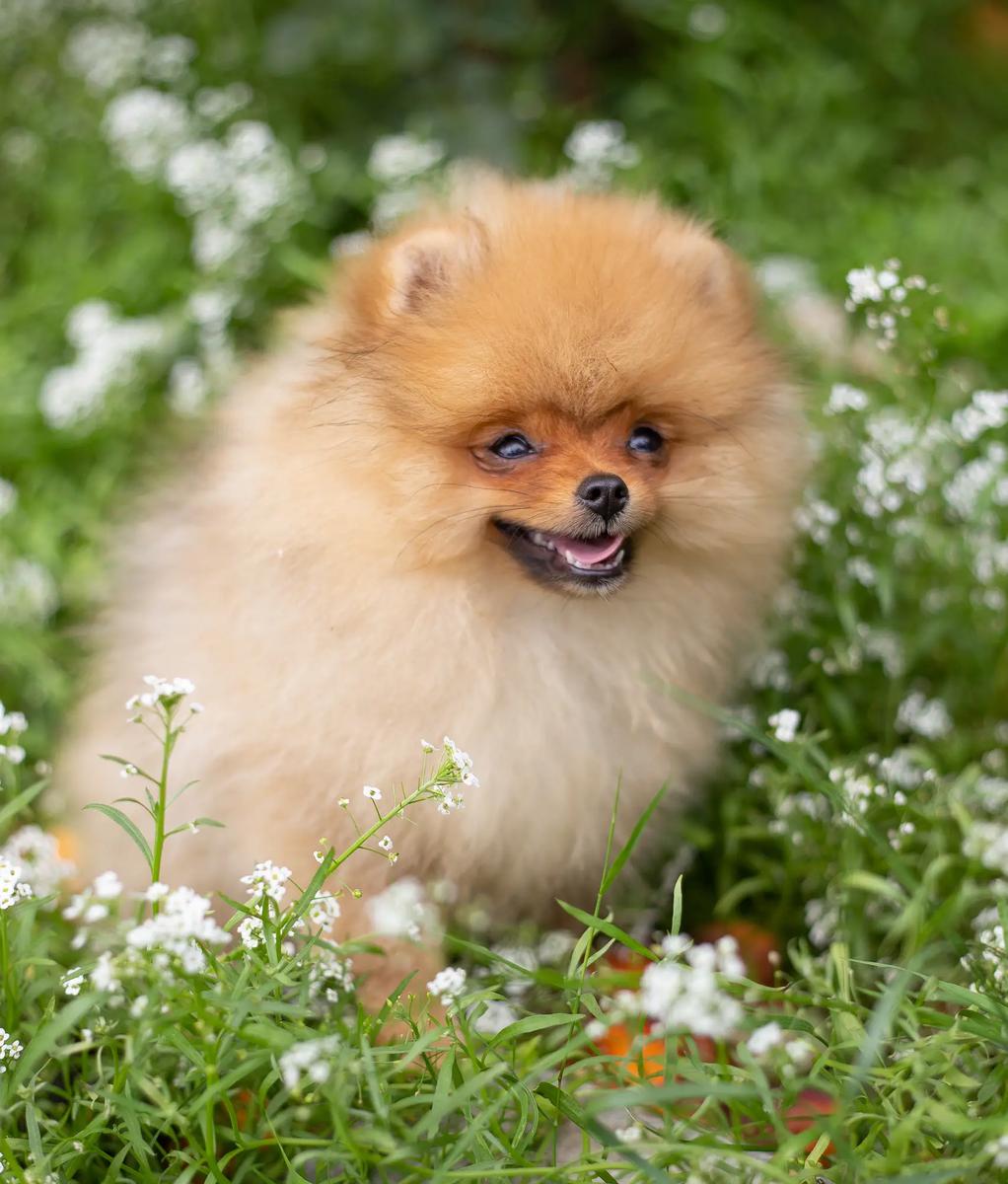 Pomerania