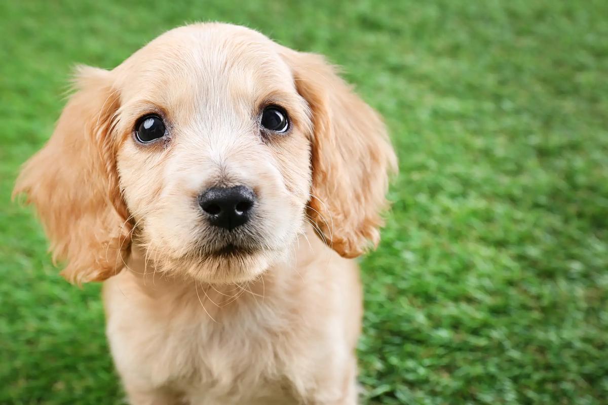 Cocker Spaniel Ingles