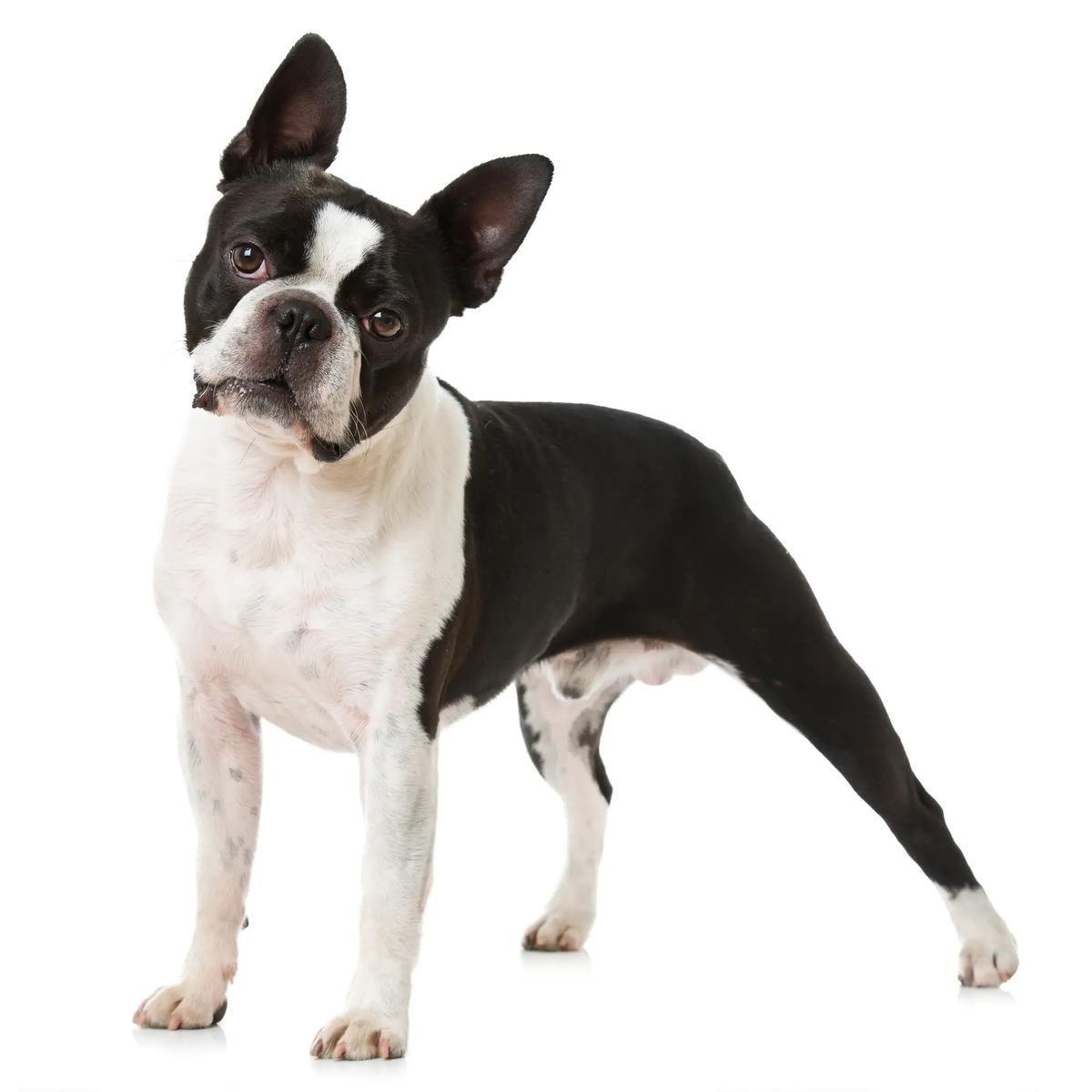 Boston Terrier