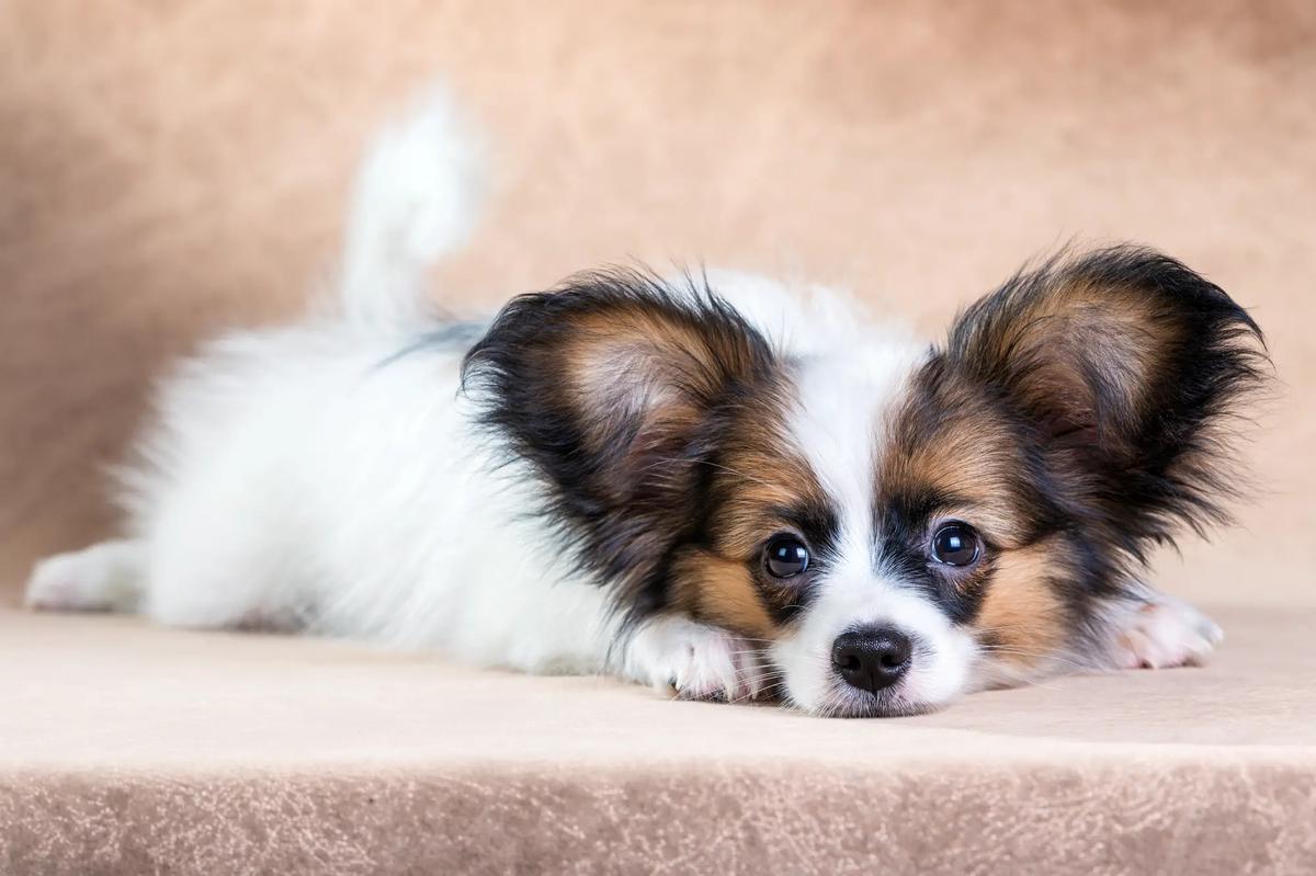 Papillon