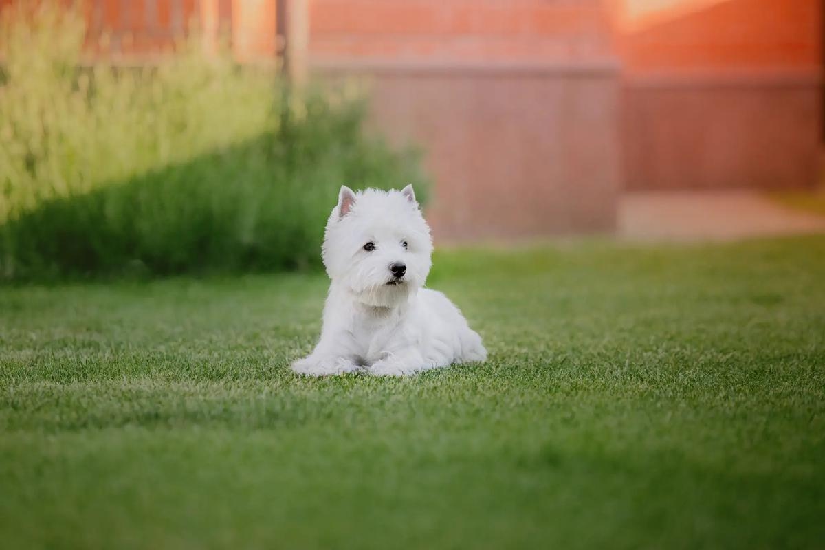 West Highland White Terrier