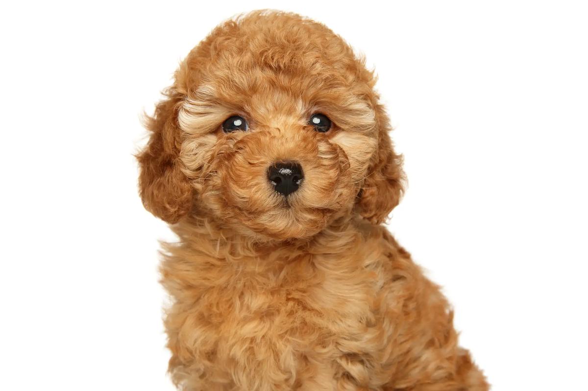 Caniche Toy