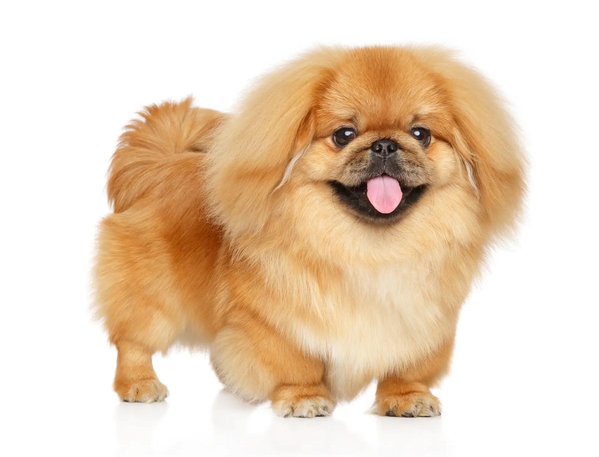 pekines