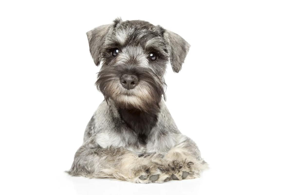 schnauzer miniatura