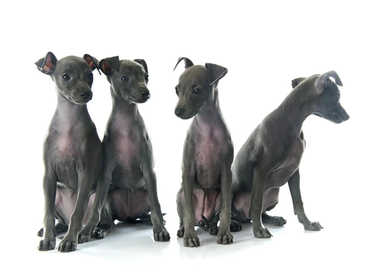 galgo italiano