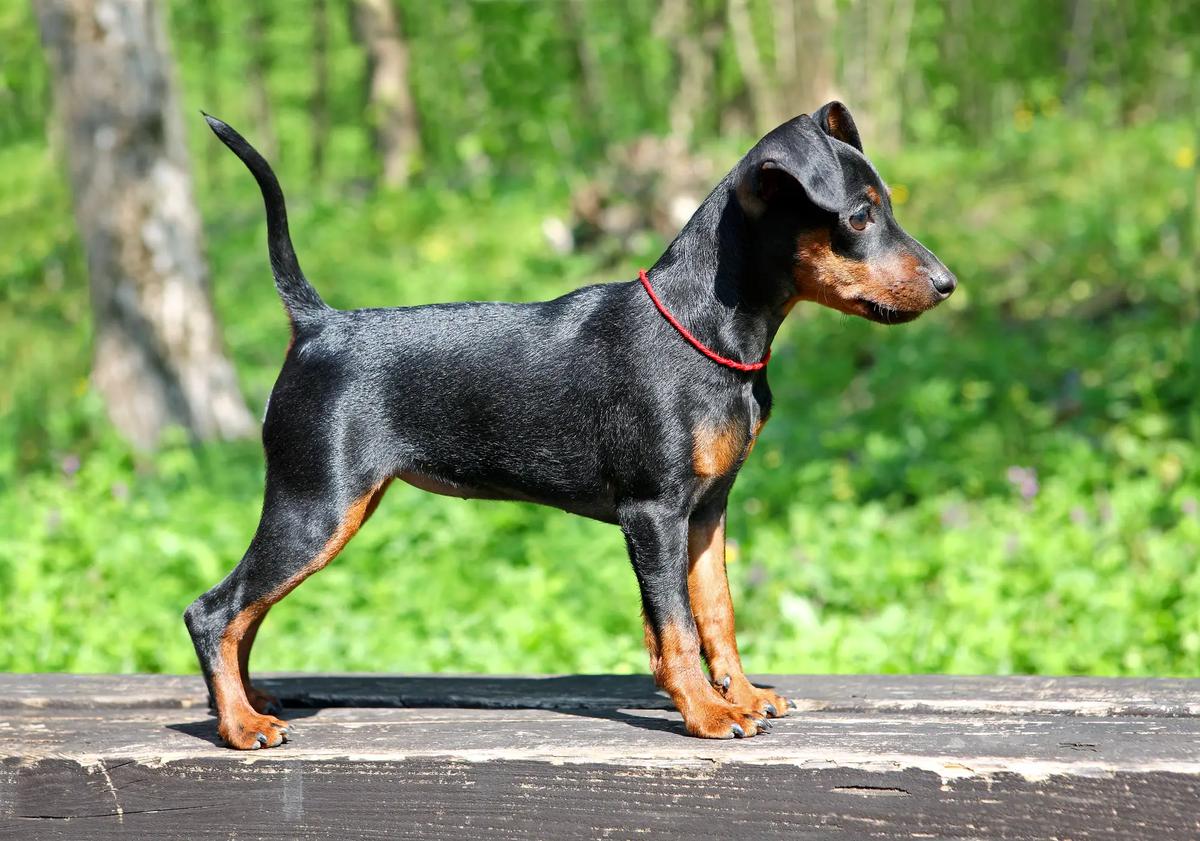 pinscher miniatura