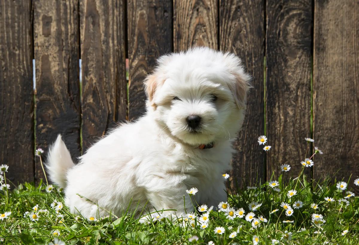 coton de tulear