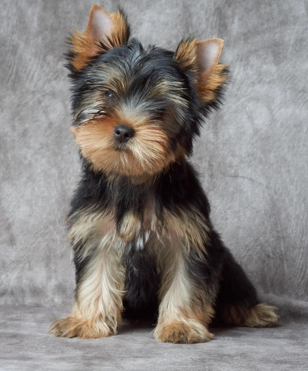 Yorkshire Terrier cachorro