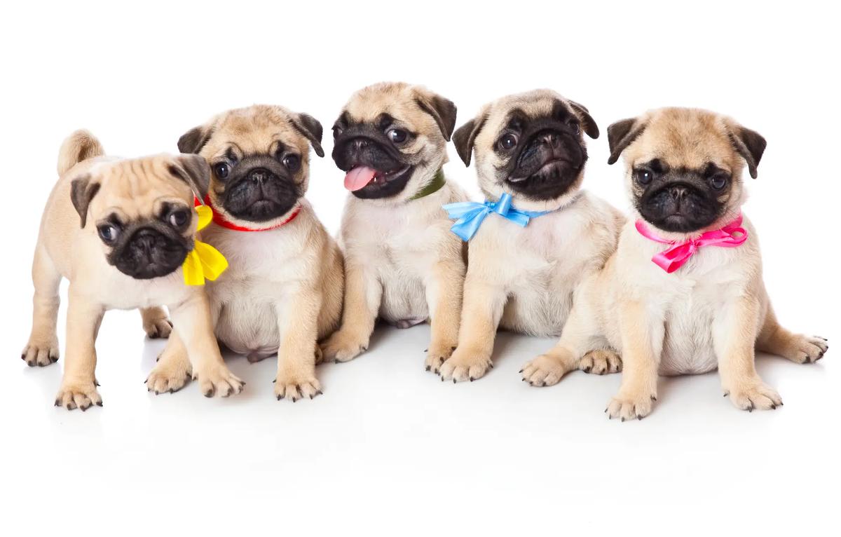 Pug